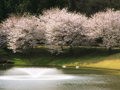 白鳥池沿いのソメイヨシノ