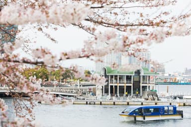 ル・グラン・ブルー“大岡川桜クルーズ”