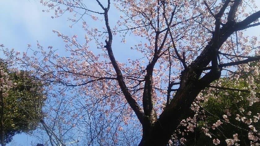 桜のシーズン到来！
2人に1人は今年のお花見実施意向あり
“桜並木をお散歩”するスタイルが人気！