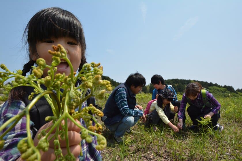 伊豆最大級の広さを誇る稲取細野高原において
山菜狩りイベントが4月8日から開催！