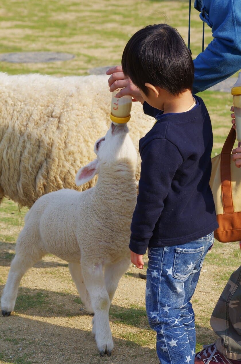 大阪「ワールド牧場」の動物が出産ラッシュ到来！
子羊、子ヤギのミルクやり体験を3月18日に開始