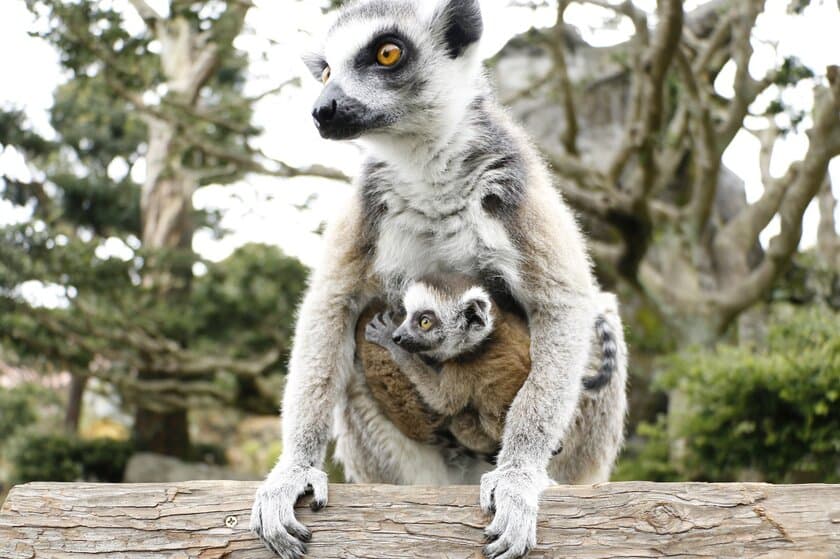 シャボテン動物公園で「ベビーラッシュ」
キツネザルやワラビーなどの赤ちゃんが誕生