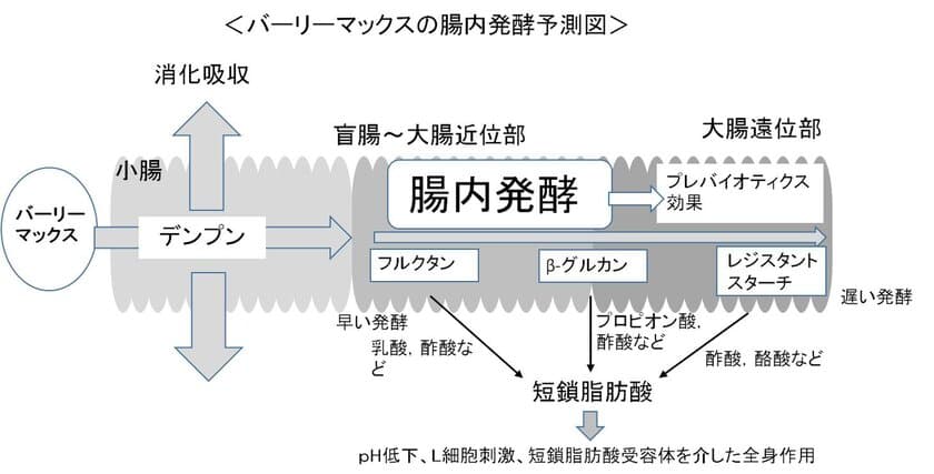 ＜スーパー大麦「バーリーマックス」摂取による
腸内発酵に及ぼす影響試験(ラット試験)＞
盲腸から遠位結腸まで腸全体で腸内発酵を促進　
「腸の奥」(遠位結腸)での「短鎖脂肪酸」の産生量、
「ビフィズス菌」の菌数ともに
高β-グルカン大麦との有意差を確認