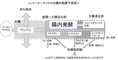 腸内発酵予想図