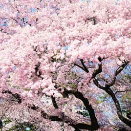 お花見に欠かせないのはやっぱり美味しい食べ物ですよね。