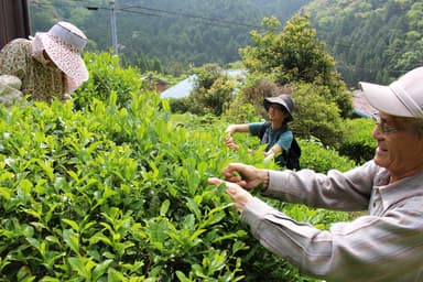 大台町の方と一緒に里茶摘み