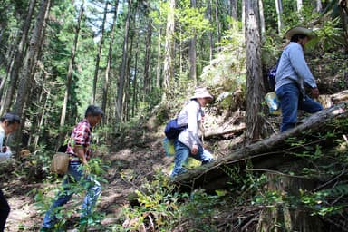 山茶摘みに向かう道中