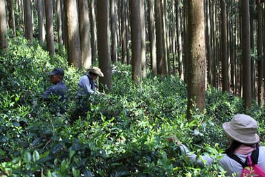 山茶摘みの様子