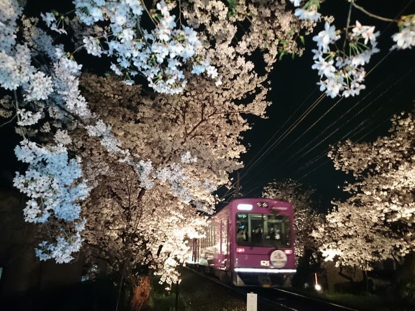 車内から桜のお花見が楽しめます
嵐電“桜のトンネル”ライトアップと
「夜桜電車」の運行について