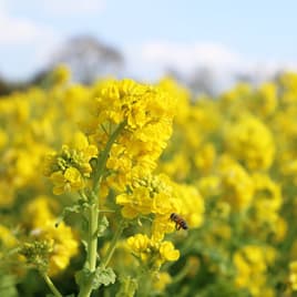 春は多くの動植物が活動期に入る季節です。