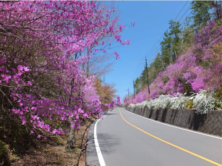 まもなくミツバツツジが開花！「嵐山-高雄パークウエイ」パークウエイはミツバツツジ街道になります