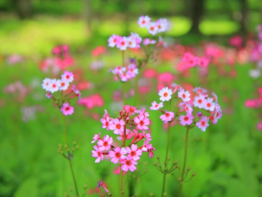 『日光中禅寺湖温泉 ホテル花庵』　
「高山植物クリンソウの群生を楽しむプラン」を販売