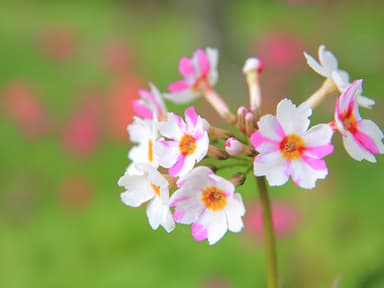 高山植物クリンソウ 2