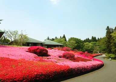 ツツジ山