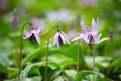 清住かたくりの花