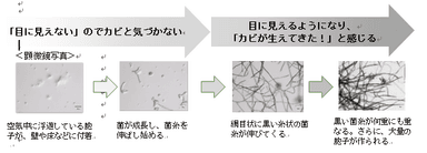 黒カビ発生のメカニズム