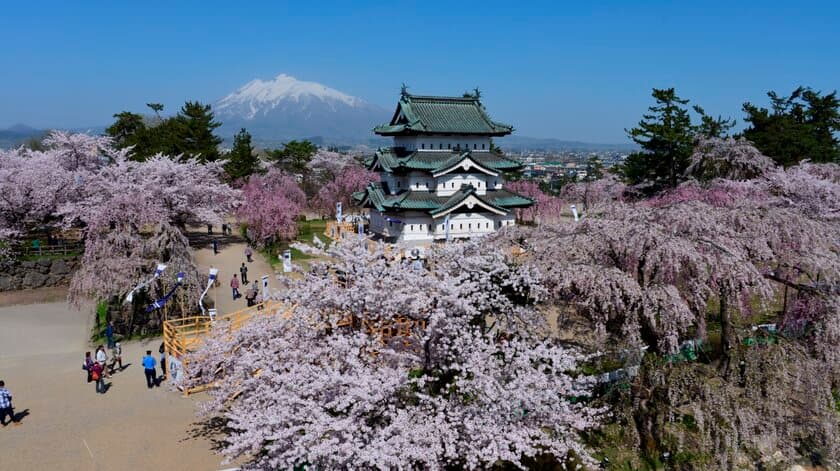 弘前さくらまつり100年目記念　
ふるさと納税さくらオーナーを募集！