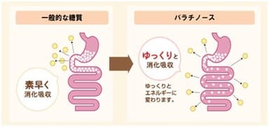 スローカロリーの説明