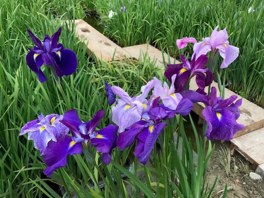 加茂荘花鳥園「新品種　花菖蒲」のお披露目会を開催　
新交配品種、実生苗から育成した“新たな花菖蒲”をご案内