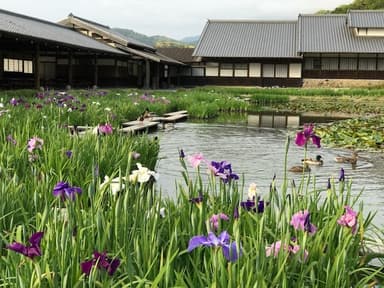 5月6日の加茂花菖蒲園