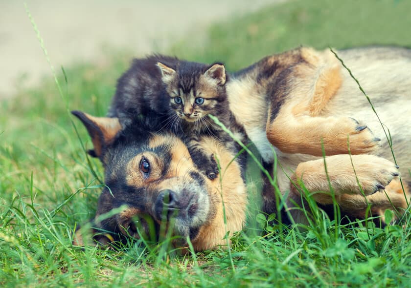 「ペットの傷病ランキング」発表！飼い主が症状に気づきやすい「皮膚炎」、「外耳炎」、「下痢」が上位を占める結果に