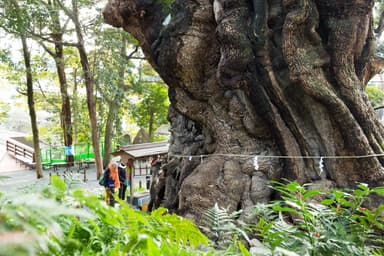 【熱海市】來宮神社・樹齢2000年以上、天然記念物『大楠』