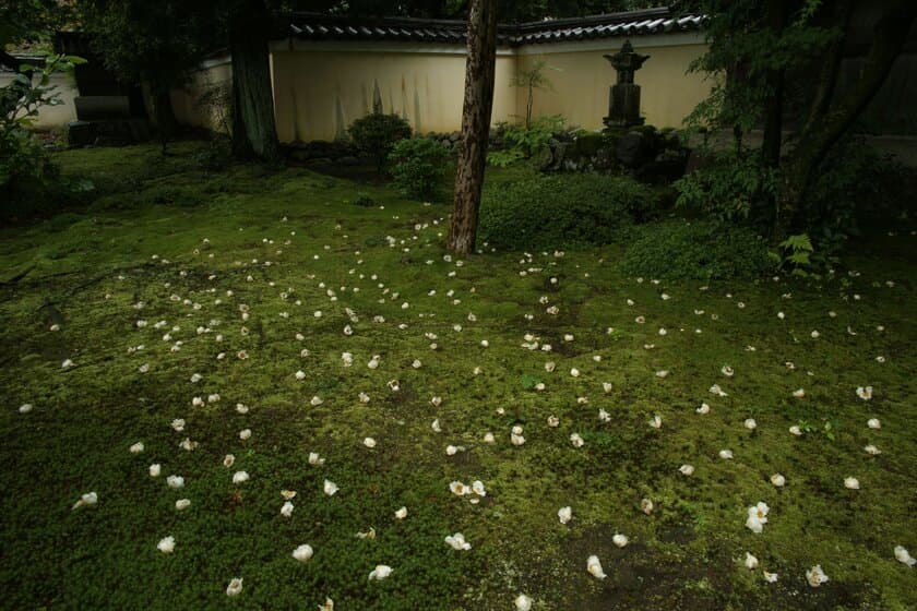 ～巡るたび 新しい京都～
沙羅双樹の鹿王院