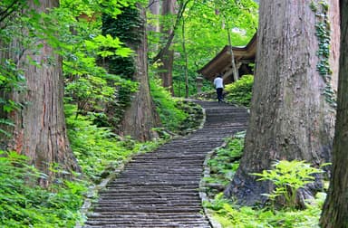 休暇村羽黒　樹齢500年といわれる杉並木