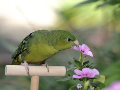 2017インコ・オウム表紙