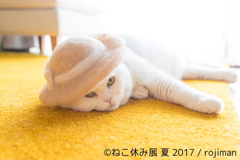 過去最大規模の「ねこ休み展」開催！
7月28日～8月27日浅草橋、8月9日～8月28日新潟三越にて