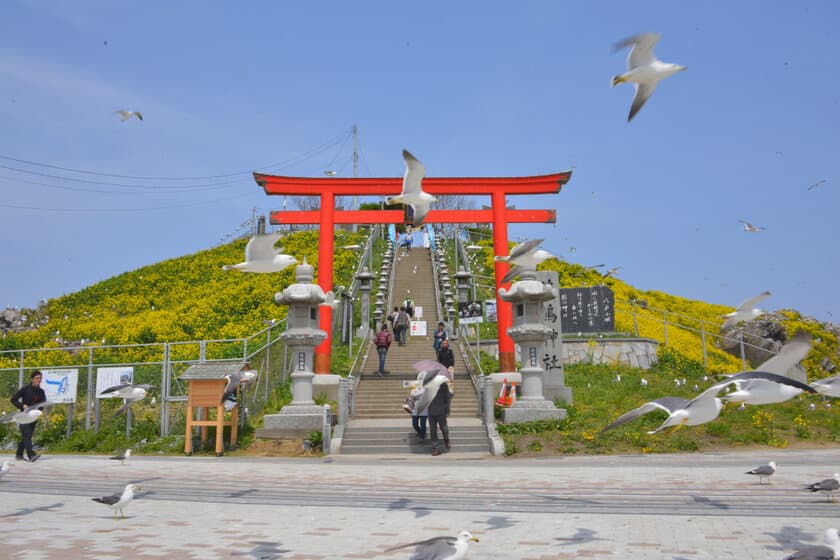 蕪島で毎年恒例、ウミネコの糞避けのため傘の貸し出し実施
　社務所に申し出ると「会運証明書」の発行！