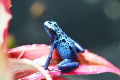 地球上で最も鮮やかなカエル「ヤドクガエル」の1種 「コバルトヤドクガエル」