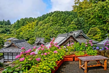 柳谷観音のあじさい風景