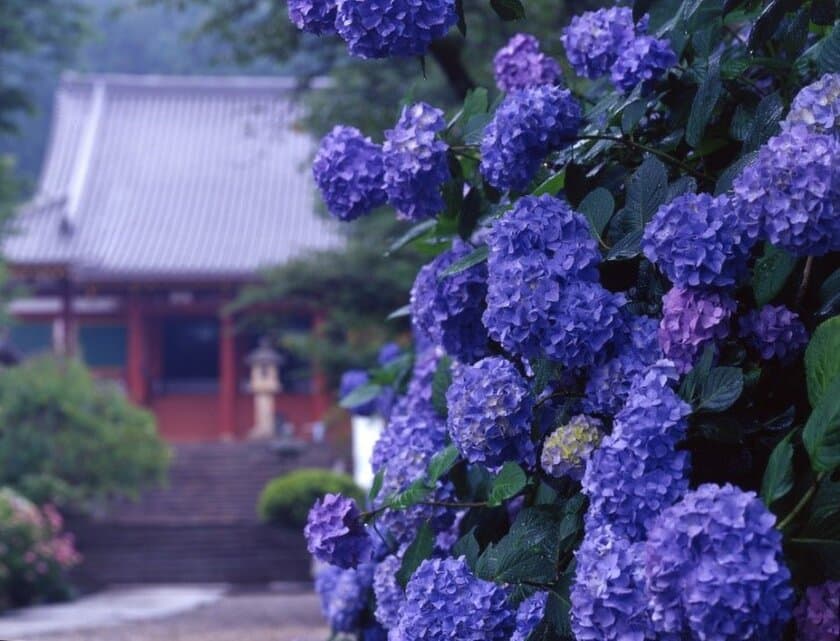 ～関西随一のあじさい寺～
矢田寺への臨時バスを運行します