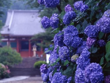 矢田寺のあじさい