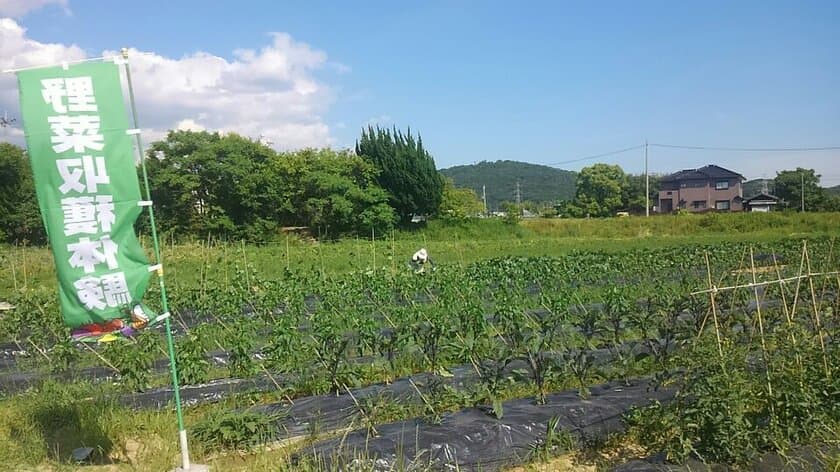 美味しさに絶対の自信！竹肥料農法の野菜　
収穫体験＆畑で食べ放題