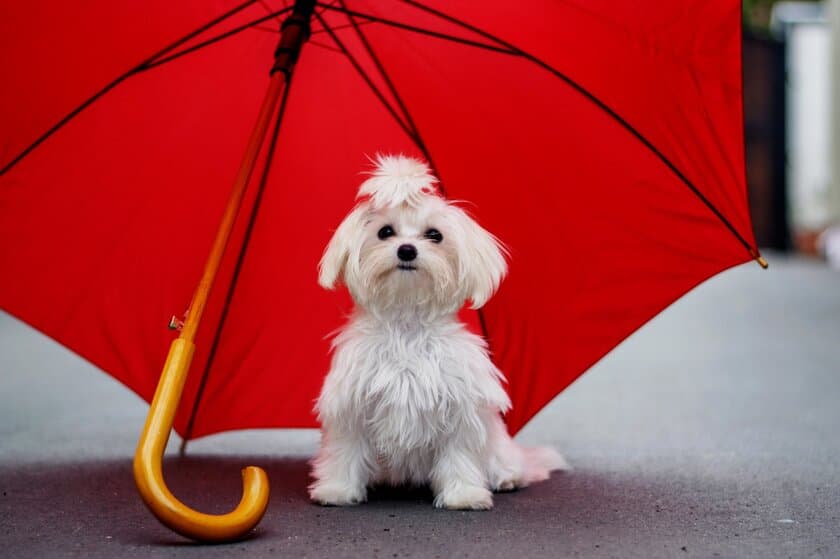 回答者の約５割が「お散歩に行けないと愛犬の行動に変化が見られる」と回答