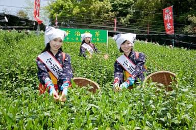 茶畑と宇治茶レディ