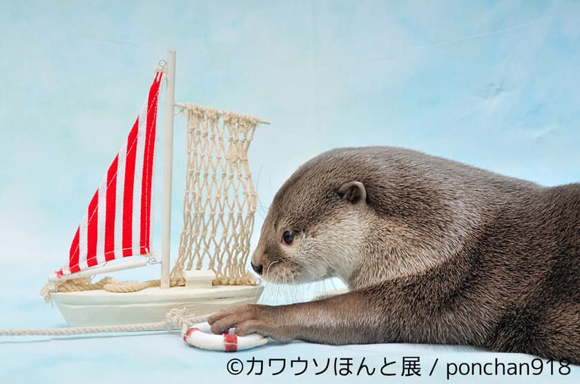 SNS人気上昇中「カワウソ」尽くしの企画展！
写真・動画から限定グッズまで集合、7月7日～23日開催