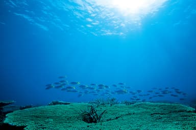 展覧会メインビジュアル(座間味島、沖縄県)