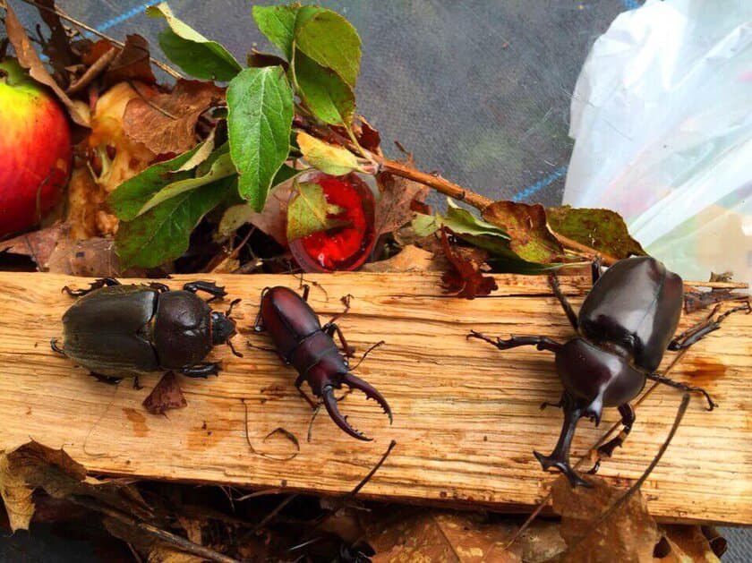 長野・伊那きのこ王国に『カブトムシ園』が7月15日オープン
　家で飼ってみたいお子様は採集も可能！