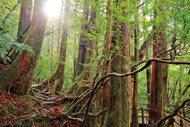 4位　屋久島（やくしま）＜鹿児島県＞