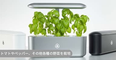 色々な野菜を栽培