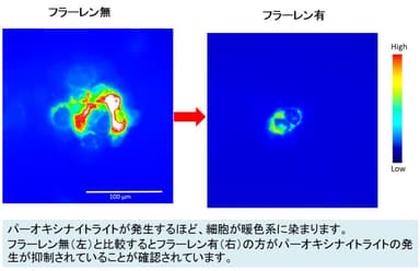 パーオキシナイトライト抑制効果