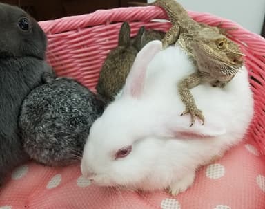 色々な動物が同居する癒しの空間