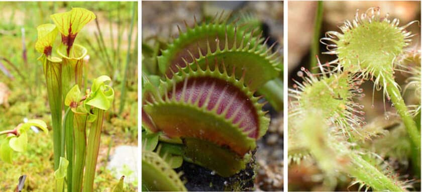 六甲高山植物園　湿生植物区　食虫植物の屋外展示が見頃です！