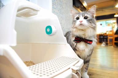 猫のトイレに