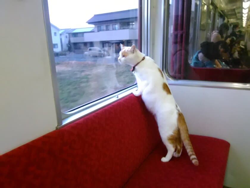 【養老鉄道】全国初！列車の中で子猫と触れ合える
「ねこカフェ列車」を運転します！