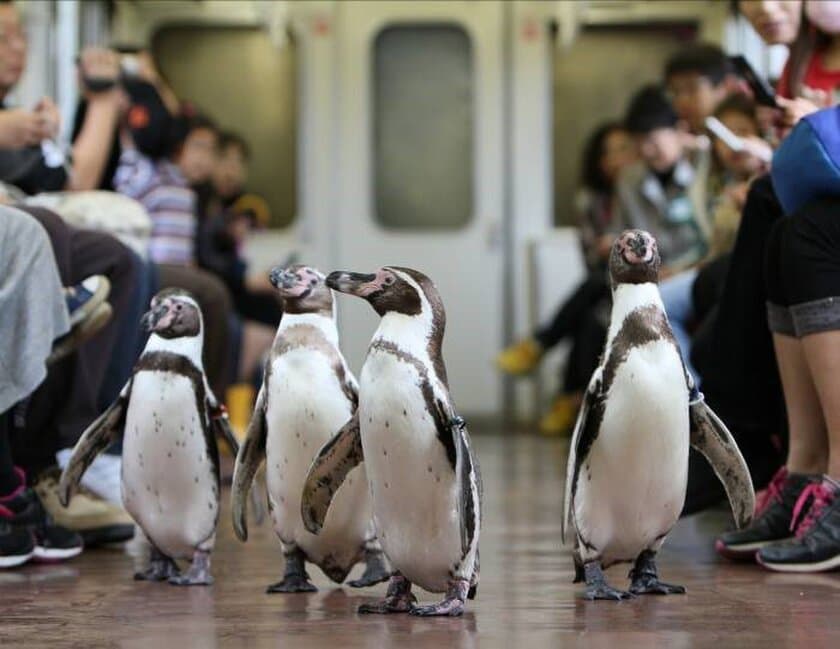 【近畿日本鉄道】「ペンギン列車と志摩マリンランド
『バックヤード探検』ツアー」を実施！