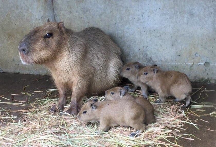 伊豆シャボテン動物公園に夏の“ベビー”ラッシュ到来！？
「カピバラ」＆「ホオジロカンムリヅル」赤ちゃん誕生